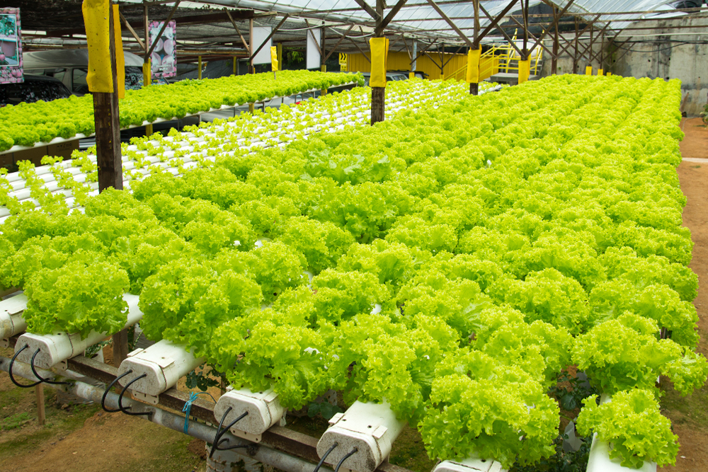 Hydroponic Consulting Services